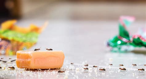 Candy With Ants Inside