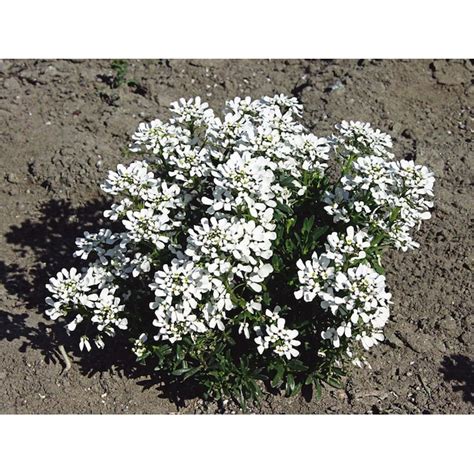candytuft lowes