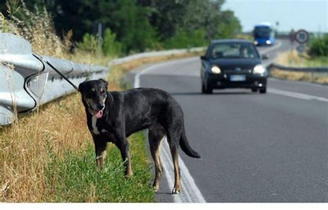 cane abbandonato in autostrada