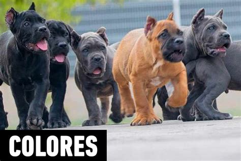 Cane Corso Coat Texture