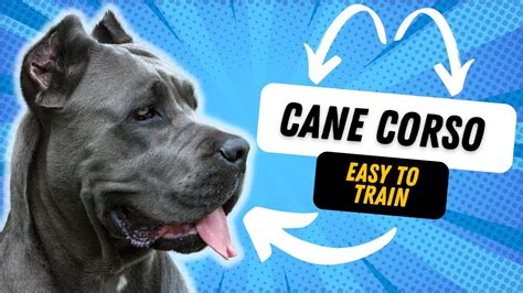 Cane Corso Difficult To Train