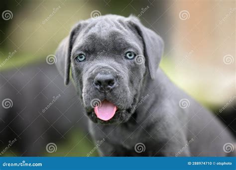 Cane Corso Grey