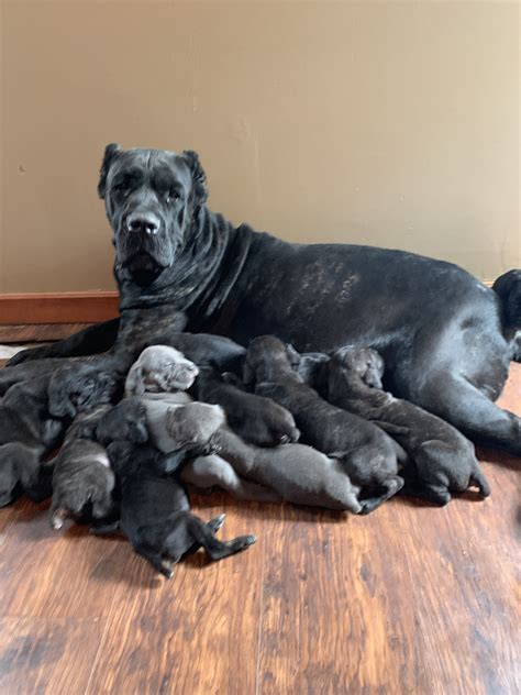 Cane Corso In Ohio