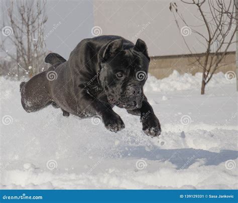 Cane Corso Jumping Up