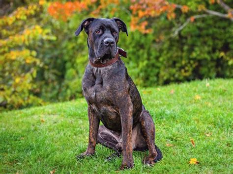 cane corso newfoundland mix