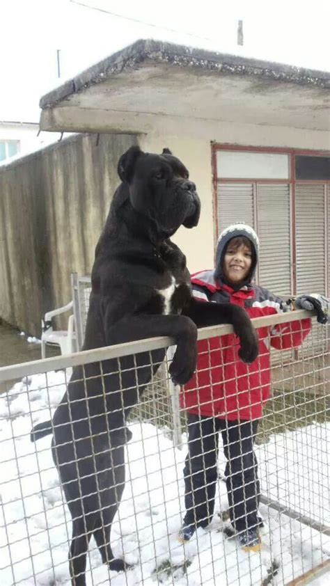 cane corso next to a human