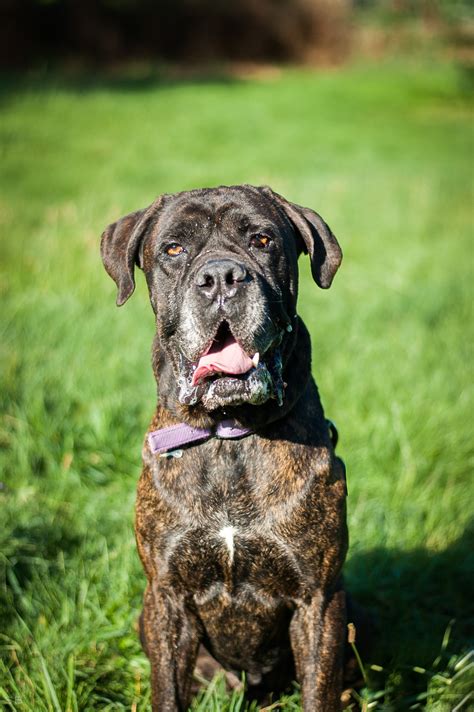 cane corso noir