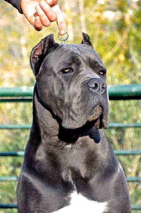 cane corso precio