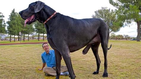 cane piu grande del mondo