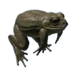 Cane Toad Green Hell