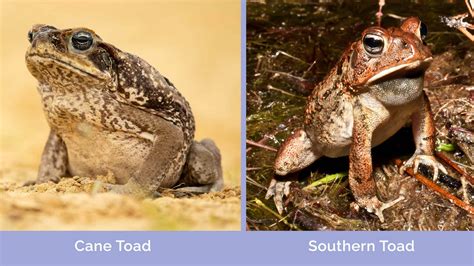 Cane Toad Vs Dog