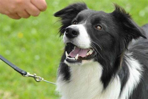 Look Cani Bianchi E Neri Latest