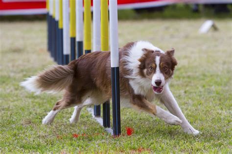 How to Photograph Agility Events and Other Dog Sports