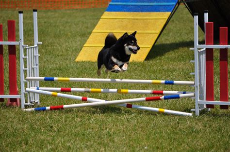 Canine Agility Drills