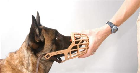 Canine Basket Muzzle Training