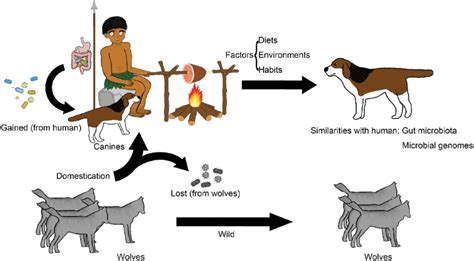 canine domestication