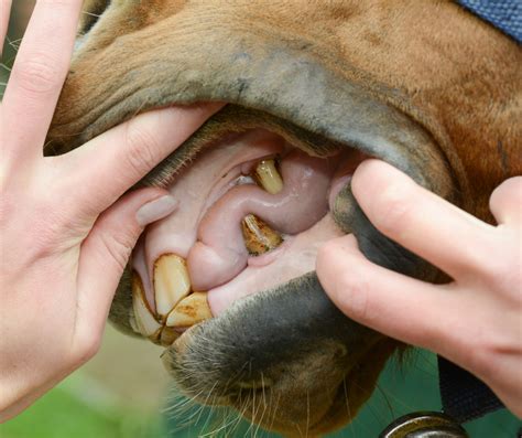 Canine Teeth In Horses Problems
