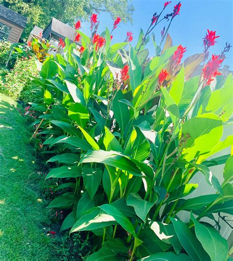 canna lily near me for sale