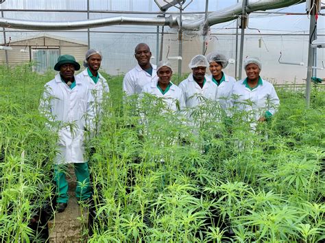 cannabis growers in south africa