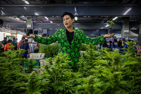 cannabis legalization in thailand