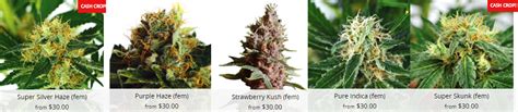 cannabis seed companies in canada