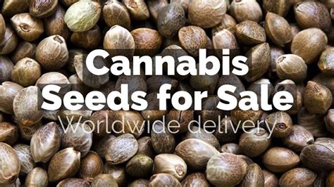 cannabis seed sales usa