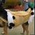cannoli dog costume