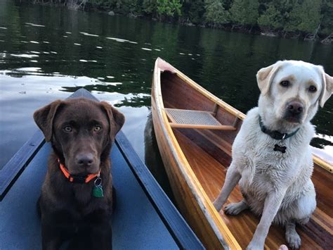 Smart Labrador Retriever Rescues Two Dogs Trapped In Canoe HeavenOf