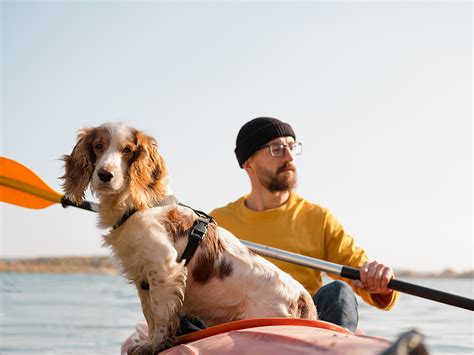 Canoe Dog Stock Photo Download Image Now iStock