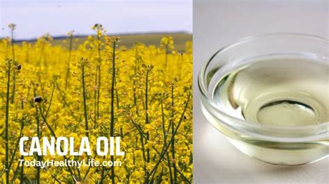 Canola Oil Source