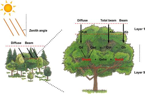 Canopy Ela Definition