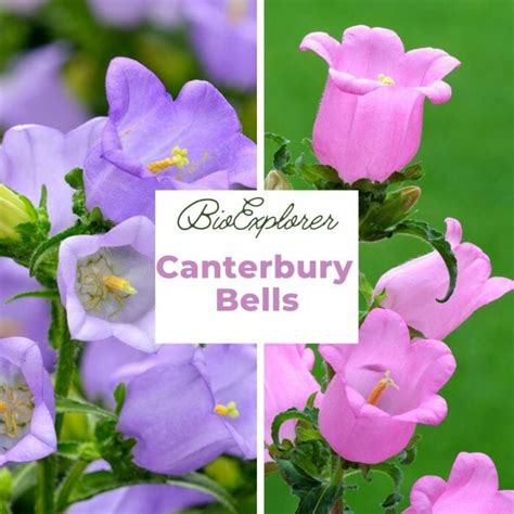 canterbury bells flowers meaning