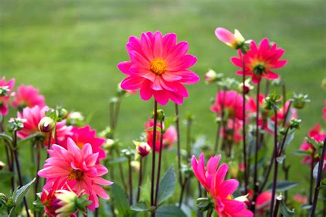 Terbaru 16+ Download Gambar Bunga Cantik Gambar Bunga HD
