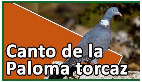 Aves del Cantábrico Oriental: Paloma Torcaz bajo la lluvia