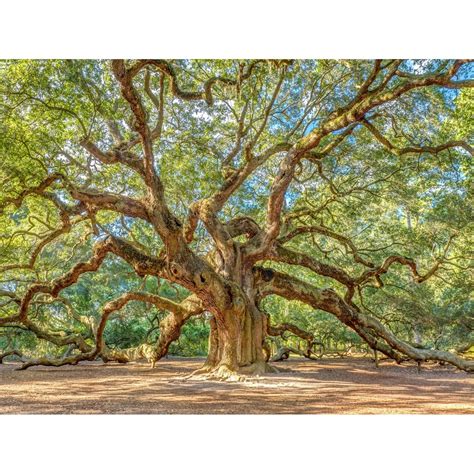 Canvas Tree Prints