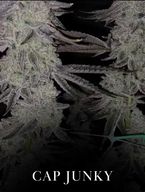Cap Junky Thc Level