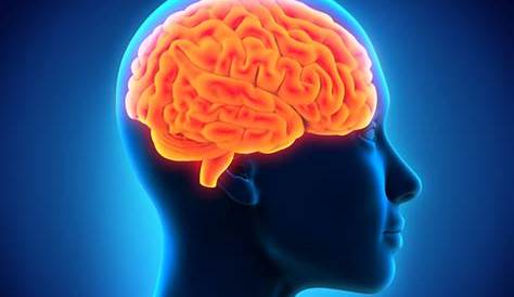 ¿Sabías que?: Capacidad de memoria del cerebro humano
