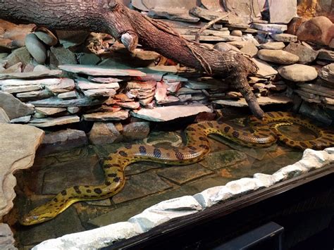 cape fear serpentarium