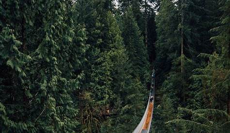 Capilano Suspension Bridge Park Vancouver Holidays In Canyon Lights At
