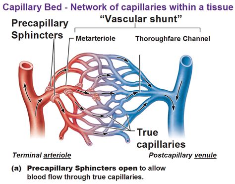 Capillary Beds Have Precapillary