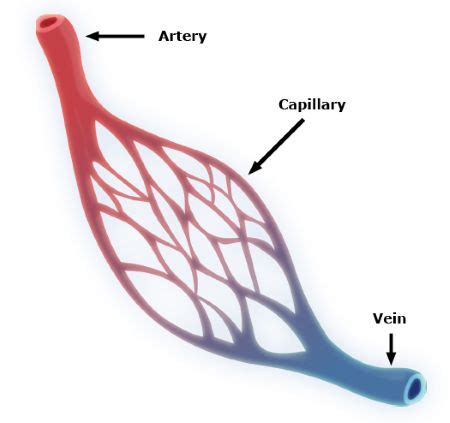 Capillary Function Definition