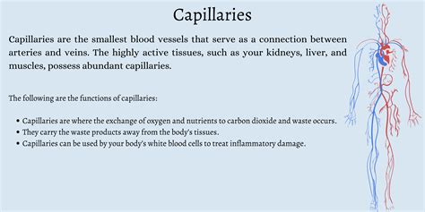 Capillary Function In Circulatory System