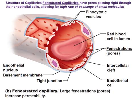 Capillary Junction