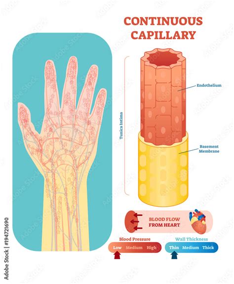 Capillary Location