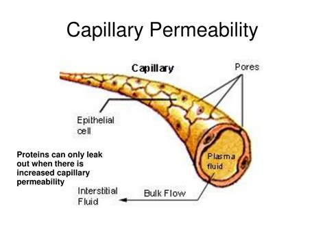 capillary permeability definition