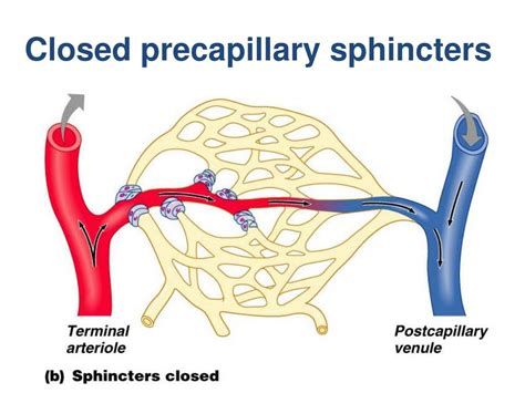 capillary sphincters are