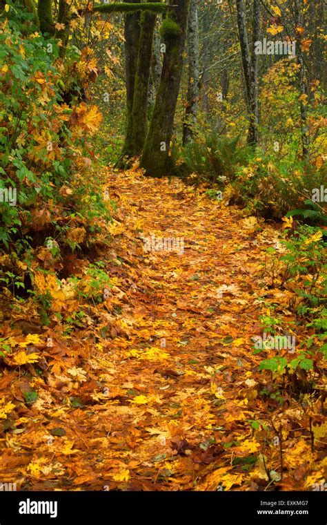 capital state forest washington