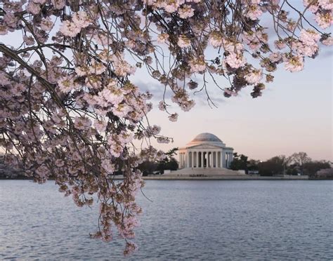 capital weather gang cherry blossom