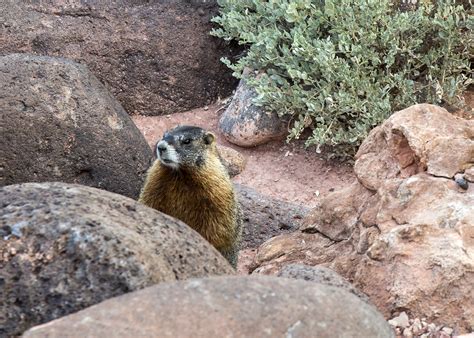 capitol reef national park and animal