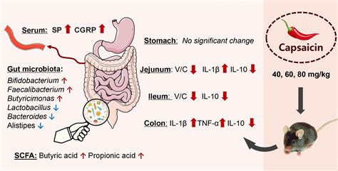 Capsaicin Digestion